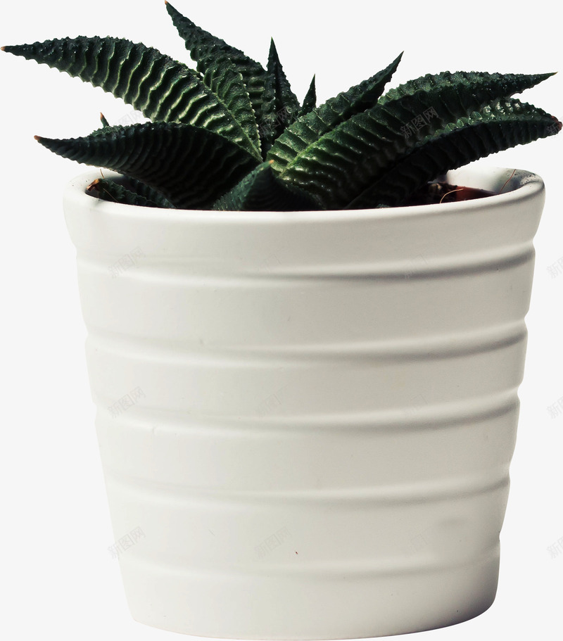 春天绿色花盆绿植png免抠素材_88icon https://88icon.com 春天 绿植 绿色 花盆