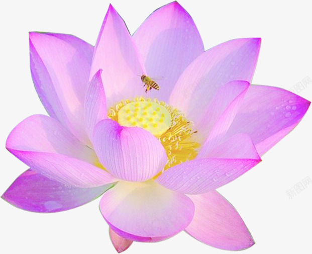 紫色田园美景荷花蜜蜂png免抠素材_88icon https://88icon.com 田园 紫色 美景 荷花 蜜蜂