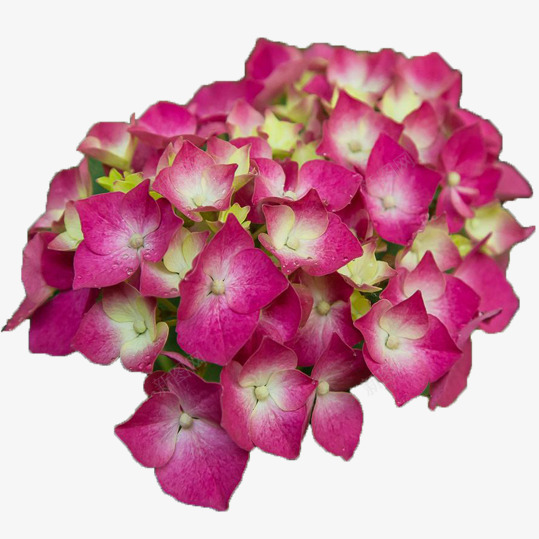 紫色绣球花png免抠素材_88icon https://88icon.com 团花似锦 娇嫩 旺盛 活泼热闹 热情优雅 红色绣球花 绣球花