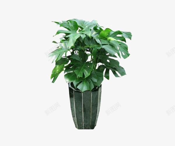 耐阴的水生植物png免抠素材_88icon https://88icon.com 种植 绿色 花盆 龟背竹