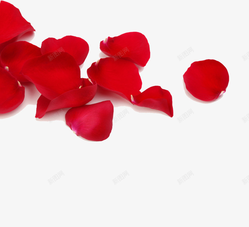 红色玫瑰花瓣png免抠素材_88icon https://88icon.com 玫瑰 红色 花瓣