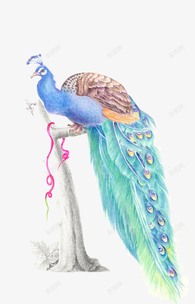 孔雀png免抠素材_88icon https://88icon.com 孔雀 彩绘 彩铅 羽毛 蓝色