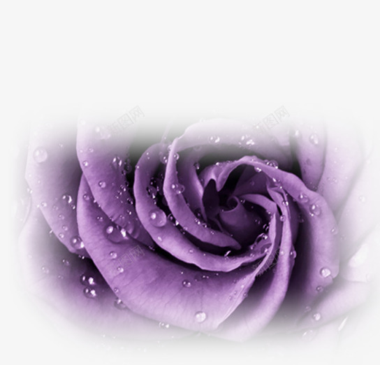 紫色梦幻花朵玫瑰png免抠素材_88icon https://88icon.com 梦幻 玫瑰 紫色 花朵