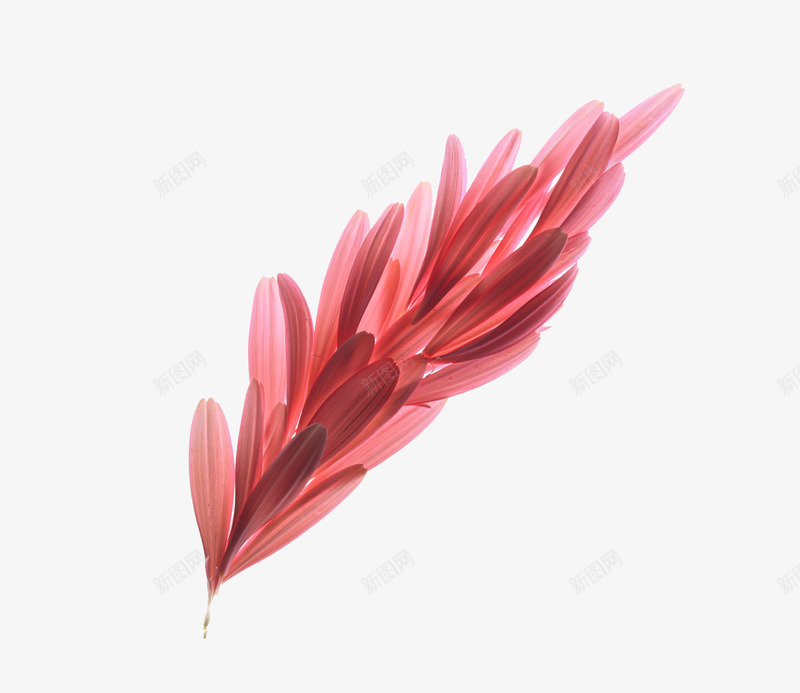 粉色非洲菊png免抠素材_88icon https://88icon.com 实物 粉色非洲菊 羽毛形状 花瓣 雏菊 非洲菊