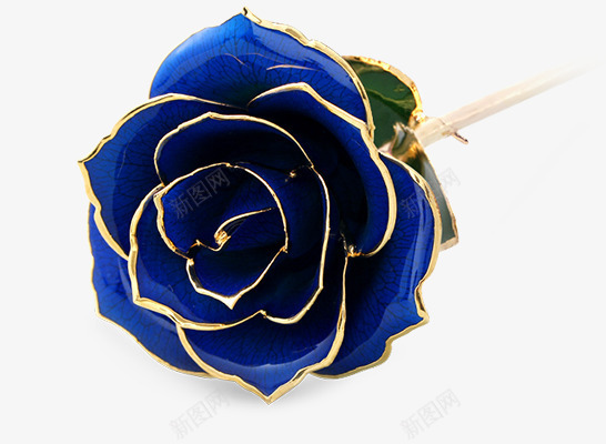 蓝玫瑰png免抠素材_88icon https://88icon.com 植物 蓝玫瑰花瓣 蓝色 金色边