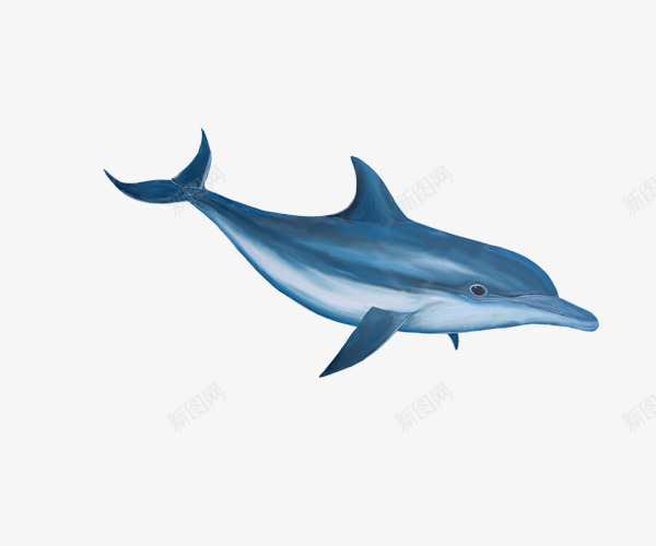 温柔海豚png免抠素材_88icon https://88icon.com 海豚图片 海豚图片素材