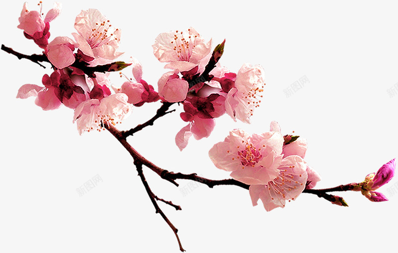粉色梅花装饰png免抠素材_88icon https://88icon.com 粉色梅花装饰淘宝素材