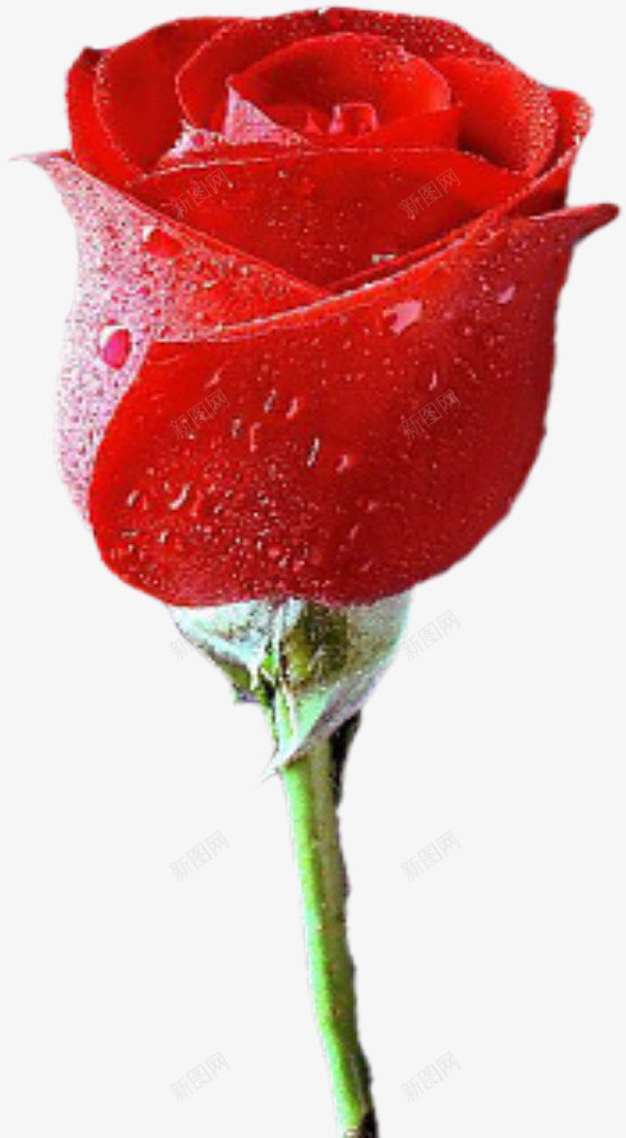 一只玫瑰花png免抠素材_88icon https://88icon.com 浪漫 玫瑰 礼物 红色