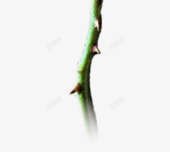 一只玫瑰花png免抠素材_88icon https://88icon.com 浪漫 玫瑰 礼物 红色