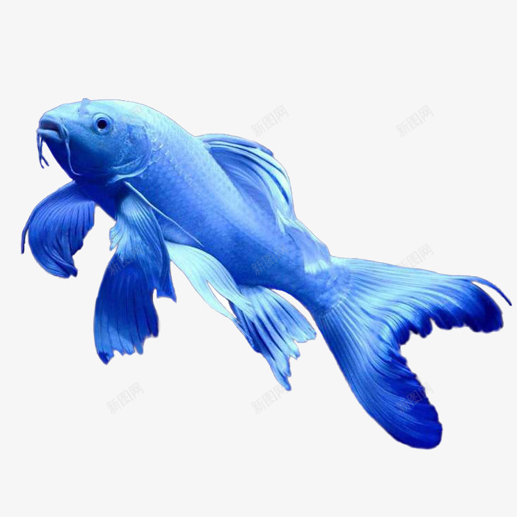 蓝色蝴蝶龙鲤鱼png免抠素材_88icon https://88icon.com 中华人民共和国省级行政区 中国台湾省 台湾蝴蝶龙鲤鱼 蓝色 鱼 鱼类