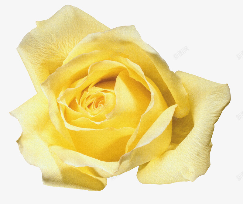 鲜花花束黄色玫瑰png免抠素材_88icon https://88icon.com 唯美花卉图片 手绘花朵图片 抽象花朵图片 抽象鲜花图片 玫瑰 鲜花海报背景 鲜花矢量 黄玫瑰