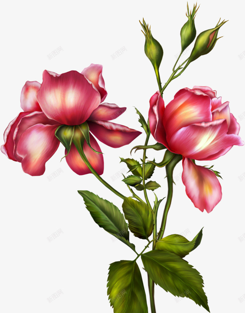 手绘粉色复古玫瑰花朵装饰png免抠素材_88icon https://88icon.com 复古 玫瑰 粉色 花朵 装饰