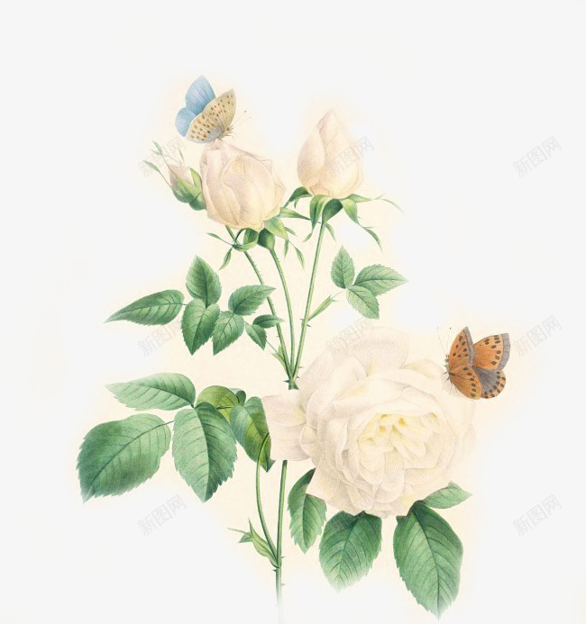 白色玫瑰枝叶蝴蝶png免抠素材_88icon https://88icon.com 枝叶 玫瑰 白色 蝴蝶