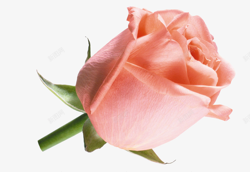 抽象鲜花唯美花卉png免抠素材_88icon https://88icon.com 卡通鲜花素材 手绘鲜花图片 玫瑰花 粉色 绿植花卉 鲜花元素 鲜花图案 鲜花海报背景