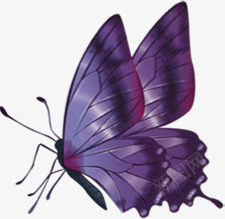 紫色精美蝴蝶手绘png免抠素材_88icon https://88icon.com 精美 紫色 蝴蝶