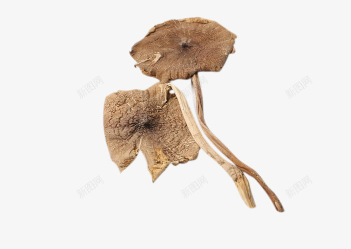 精选优质采摘野生鸡枞菌png免抠素材_88icon https://88icon.com 中式 乡村 新鲜 特产 精选 肥硕壮实 餐食 鸡枞菌 黑鸡枞