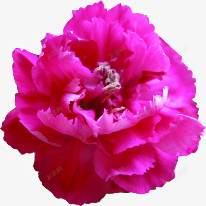 紫色温馨浪漫康乃馨花朵png免抠素材_88icon https://88icon.com 康乃馨 浪漫 温馨 紫色 花朵