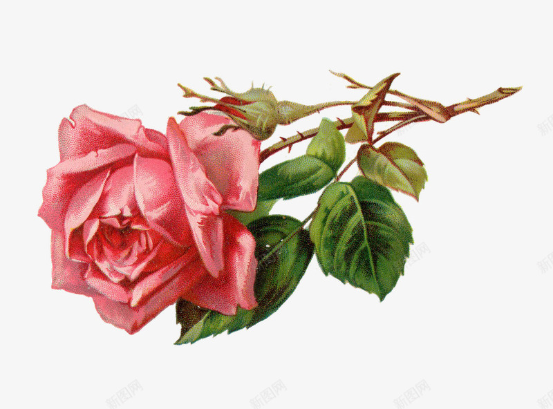 一只玫瑰png免抠素材_88icon https://88icon.com 一只玫瑰花 浪漫 浪漫玫瑰 玫瑰花 系列