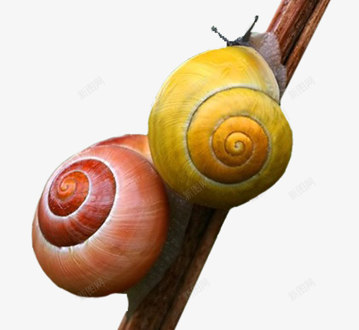 树干上的蜗牛png免抠素材_88icon https://88icon.com 动物 红色 蜗牛 蜗牛效果图 黄色