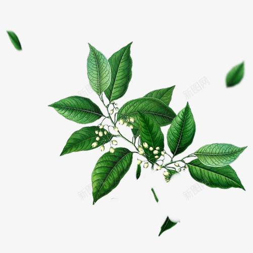 绿色桂花png免抠素材_88icon https://88icon.com 小清新 树叶 绿色 绿色复古桂花素材