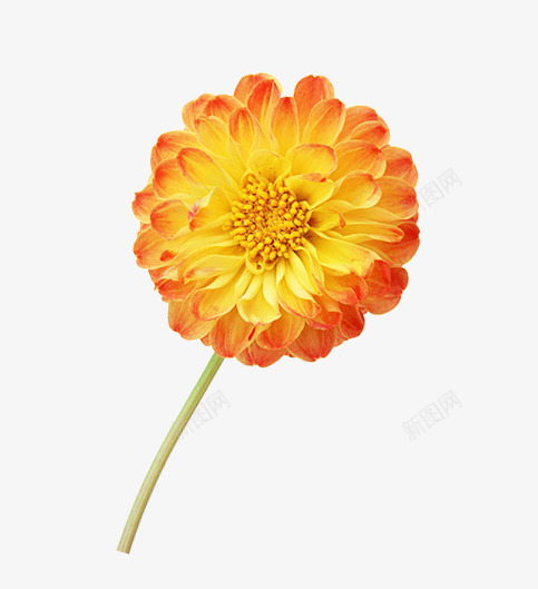 花朵png免抠素材_88icon https://88icon.com 橘色 花 花卉 花朵