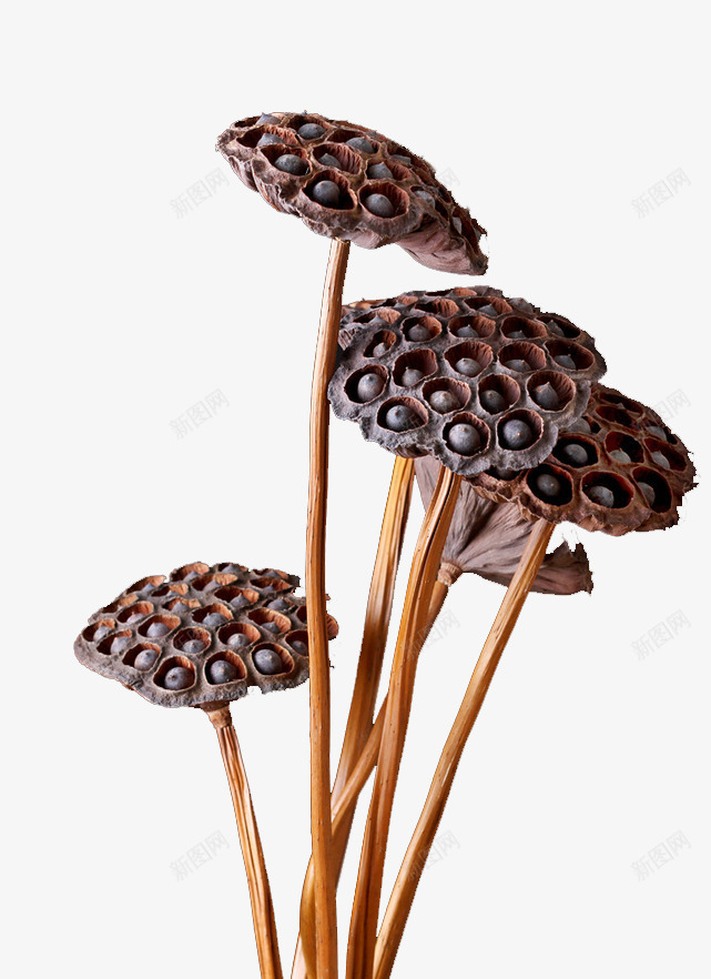 干花枝png免抠素材_88icon https://88icon.com 免扣 干花 干花树枝 装饰