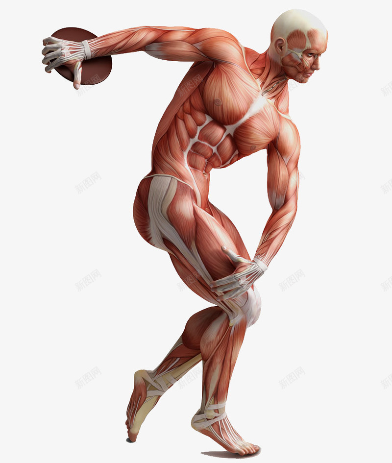 扔铁饼png免抠素材_88icon https://88icon.com 人体结构图 解剖 运动 鸡肉
