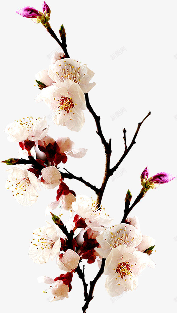 树枝上的白色花朵毛笔字png免抠素材_88icon https://88icon.com 树枝 毛笔字 白色 花朵