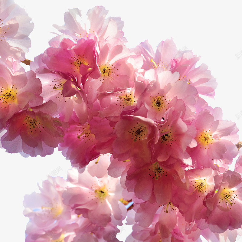 粉红色的樱花png免抠素材_88icon https://88icon.com 日本 樱花 花 花种