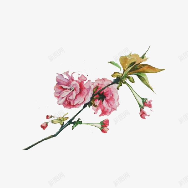美丽的樱花水墨画png免抠素材_88icon https://88icon.com 手绘 樱花 樱花水墨 水墨 水墨樱花 粉色 绽放 美丽