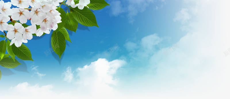茉莉花树蓝天白云png免抠素材_88icon https://88icon.com 素材 茉莉花 蓝天白云