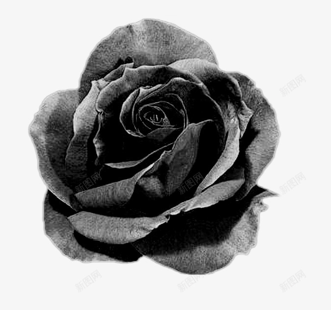 背景绿植花卉png免抠素材_88icon https://88icon.com 唯美花卉图片 抽象鲜花图片 绿植花卉 花卉 鲜花图片 鲜花边框