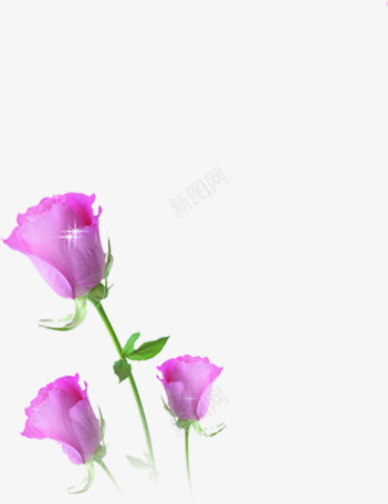 粉色花朵玫瑰星光png免抠素材_88icon https://88icon.com 星光 玫瑰 粉色 花朵