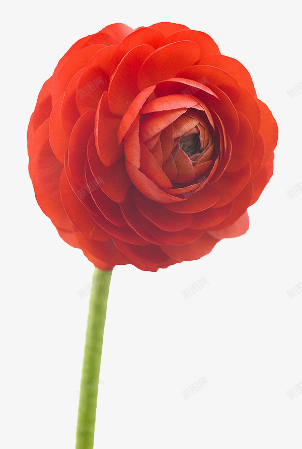 一支大红色洋牡丹png免抠素材_88icon https://88icon.com 一支 大红色 洋牡丹 花毛茛 芹菜花 草本花卉 陆莲花