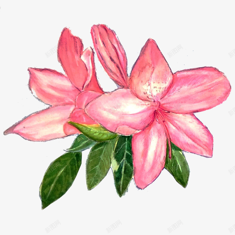 粉色手绘的杜鹃花png免抠素材_88icon https://88icon.com 卡通杜鹃花 手绘花朵 杜鹃花 粉色花朵 绿叶 花卉 花朵 花朵装饰