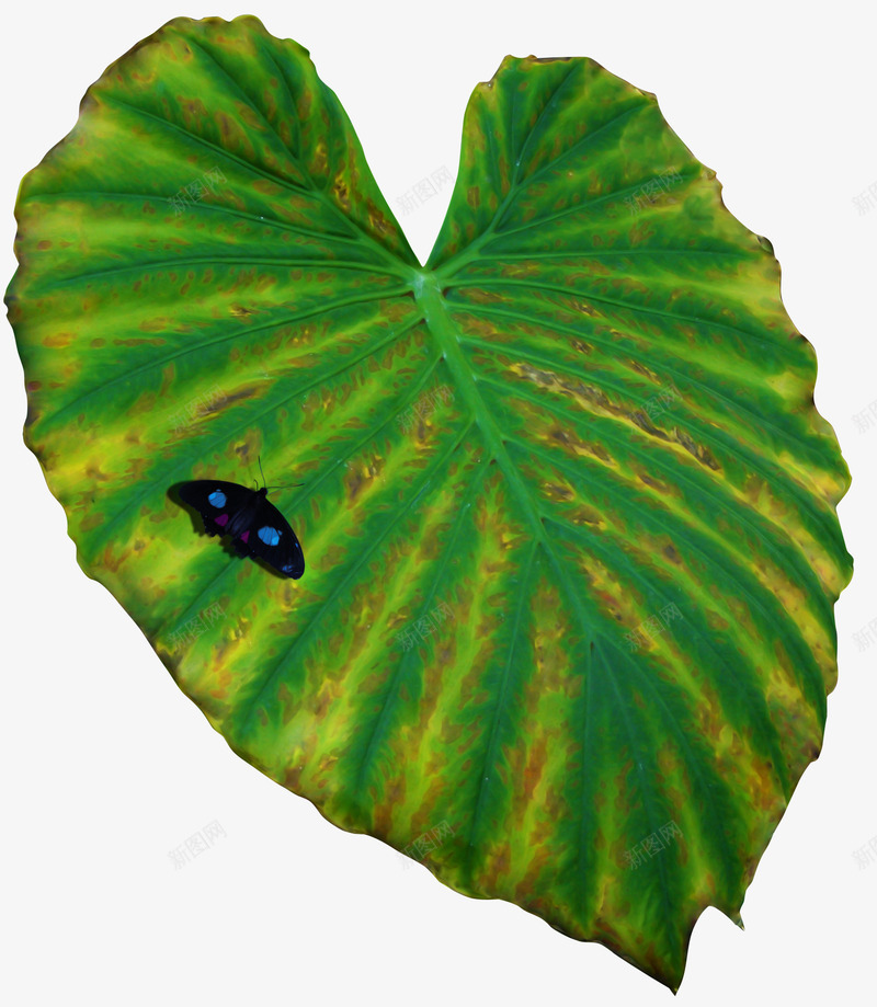 魔幻点缀欧美png免抠素材_88icon https://88icon.com 暗黑 暗黑图片 梦幻图片 欧美 气氛 点缀