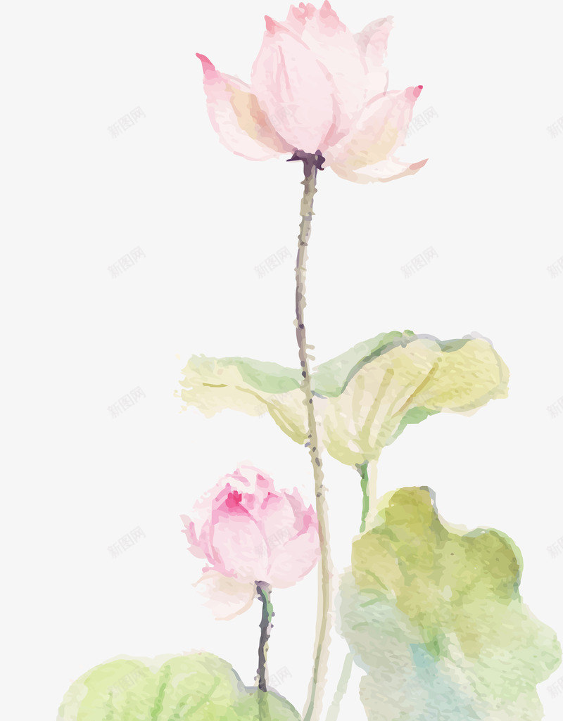 花卉矢量图ai免抠素材_88icon https://88icon.com 水彩 花卉 荷花 矢量图