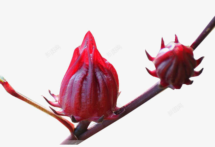 洛神花卉png免抠素材_88icon https://88icon.com 植物 洛神花 清新 花卉 花朵 鲜花