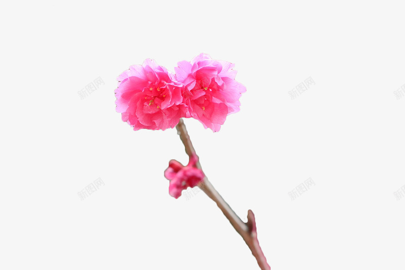 粉色樱花png免抠素材_88icon https://88icon.com 树枝 樱花 樱花枝 粉色 花卉 花枝