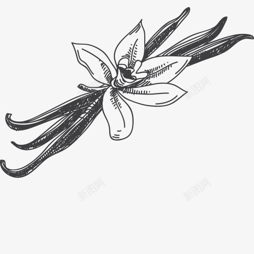 黑白速写素描花简笔画png免抠素材_88icon https://88icon.com 填色练习 手绘图 欧美食品 简单素描花 简单素描花psd分层 简单素描花免费下载 简单素描花手绘 简单速写 简笔画 素描食物 背景装饰 花卉 花朵写生 黑白速写