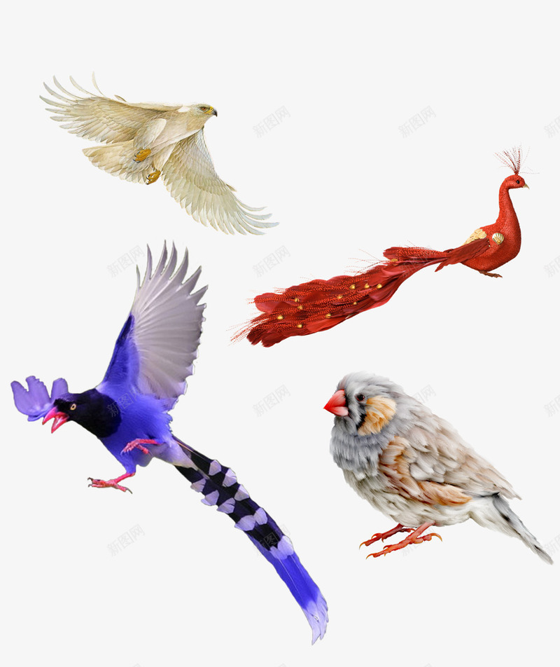欧美风格工笔画鸟插画png免抠素材_88icon https://88icon.com 工笔鸟 插画 欧美 鸟类