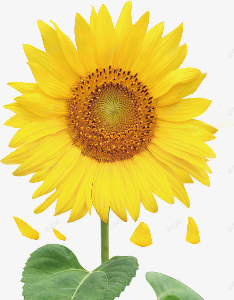 向日葵元素png免抠素材_88icon https://88icon.com 向日葵 花卉 黄色