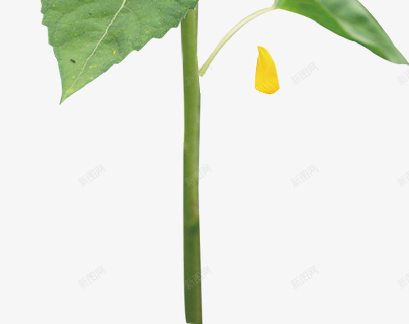 向日葵元素png免抠素材_88icon https://88icon.com 向日葵 花卉 黄色