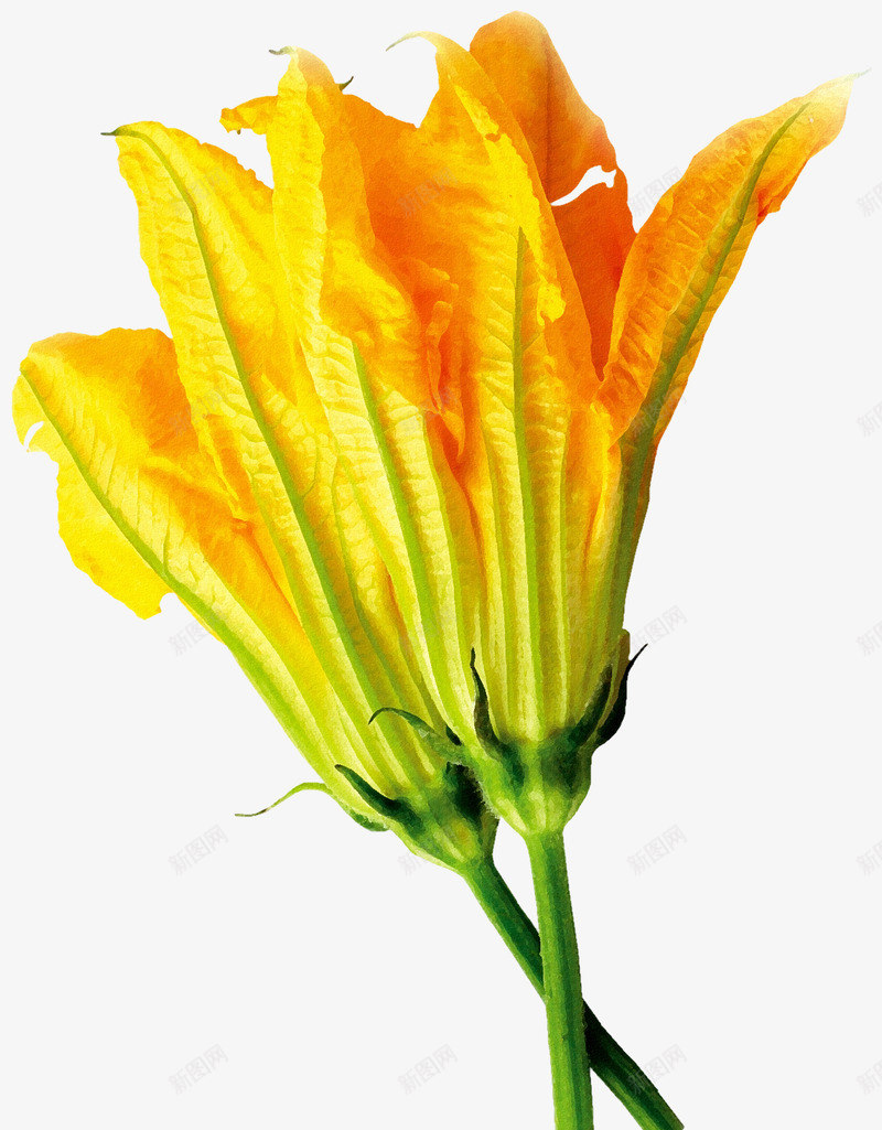 南瓜花图案png免抠素材_88icon https://88icon.com 南瓜花 植物 花卉 花朵 黄花