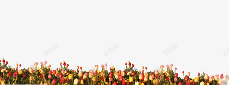 郁金香花丛1png免抠素材_88icon https://88icon.com 植物 母亲节 水彩画 礼物 花 郁金香
