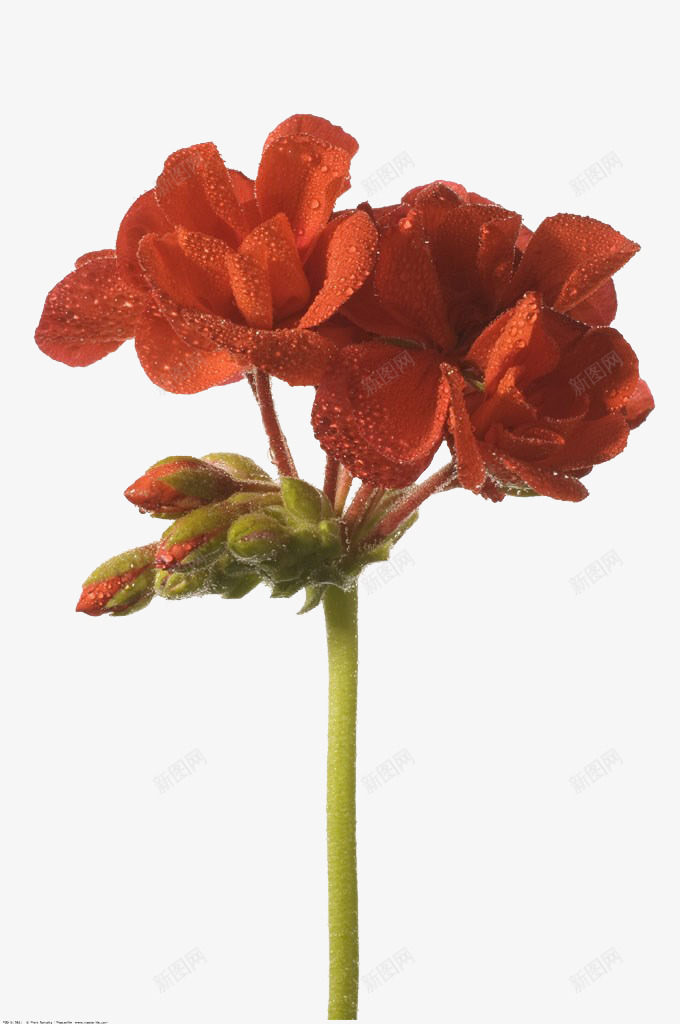 天竺葵花png免抠素材_88icon https://88icon.com 免抠 天竺葵 天竺葵花 实物 红色 花朵 花骨朵 鲜花