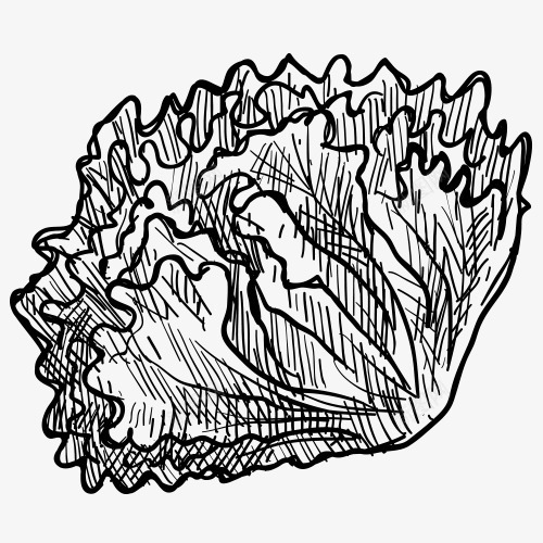 铅笔画果蔬蔬菜速写黑白png免抠素材_88icon https://88icon.com 果蔬 简单速写 线条 蔬菜 速写 铅笔画 黑白铅笔画