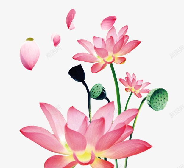 夏季小清新中国风荷花psd免抠素材_88icon https://88icon.com 中国风 夏季 夏季小清新中国风荷花 小清新 花朵 荷花 鲜花