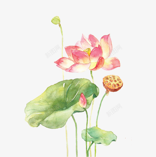 水彩荷花png免抠素材_88icon https://88icon.com 夏季 水彩手绘 荷叶 荷花 莲蓬