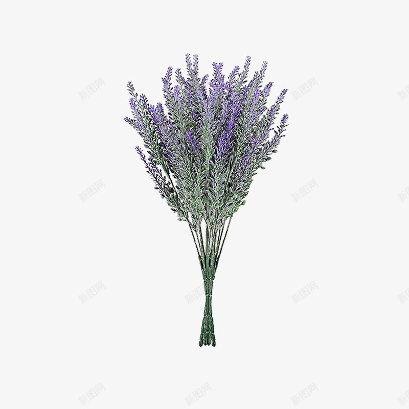 薰衣草实物图png免抠素材_88icon https://88icon.com 植物 紫色 薰衣草 鲜花